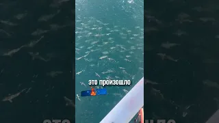 Аномальное скопление акул