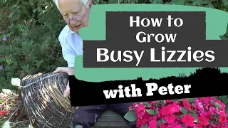 How to Grow Busy Lizzies (Impatiens) | Garden Ideas