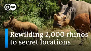 Inside the biggest Rhino rewilding operation ever | DW News