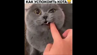 как правильно успокоить кота 😄