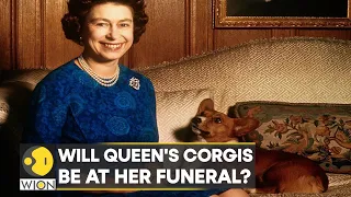 Will Queen Elizabeth's Corgis be at her funeral? Well, royal watchers want them to be | WION