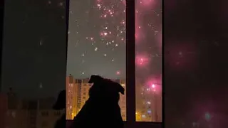 Fireworks Display Fascinates Doggy || ViralHog