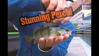 27 Perch from Paddington - Summer 2018