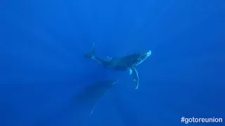 Le chant des baleines - île de La Réunion