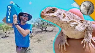 Catching a Lizard Using NOTHING but WATER!