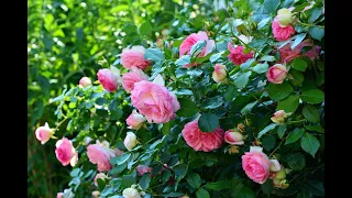 Розы завалят бурным цветением  Подкормка роз в июне