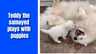 Teddy the samoyed is plays with tiny puppies