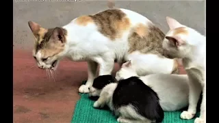 Mother cat licking and hissing at adopted kittens - confused whether to accept new kittens or not