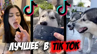 Самые ПОПУЛЯРНЫЕ видео из Тик Ток про собак хаски и маламутов / Лучшее из Tik Tok 2021 HUSMUT