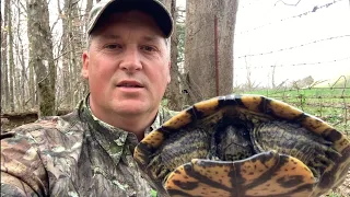 Turtle Rescued and Morel Mushroom Mother-lode found!