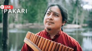 Pakari - Touching Andean flute music🍃