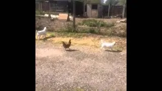 The Jack Russell and the chicken