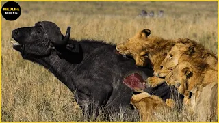 30 Moments Unlucky Animals Could Not Escape When Encounter Lion | Animal Fight