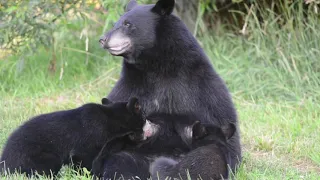 A Mother Bear Nurses Her Cubs