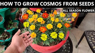 How to Grow Cosmos From Seed | ALL SEASON FLOWER