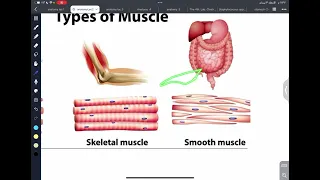 Anatomy (practical) 1st stage / part 2