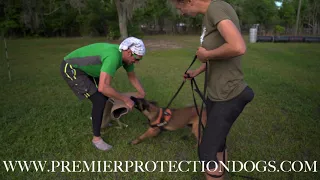 YOUNG BELGIAN MALINOIS IN TRAINING || A Glimpse Into a Puppy Training Session With Ivan Balabanov!