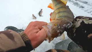 ЖОР ОКУНЯ В ГЛУХОЗИМЬЕ! ТАКОЕ ТОЛЬКО У НАС! РЫБЫ ПРОСТО КУЧА!!! ЛОВЯТ ВСЕ! Зимняя рыбалка 2023