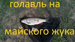 Ловля крупного голавля на майского жука. На кораблик .