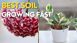 Wax Plant SOIL | HOYA Propagation from Stem | In Water and Soil