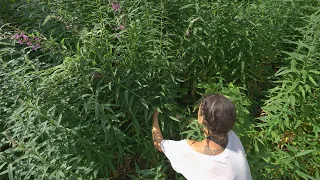 Fireweed Foraging and Processing