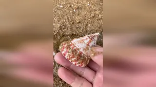 TikTok Aktivitas Nelayan Cina Berburu Beragam Hewan Laut disekitar Pantai 🐙🦐🦑 Sea Creatures (#20)