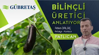 Patlıcan Üreticisi I Antalya