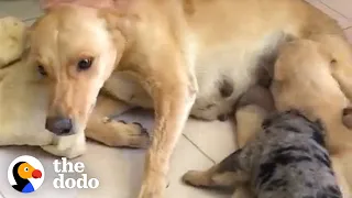 Dog Is The World's Bravest Mom | The Dodo