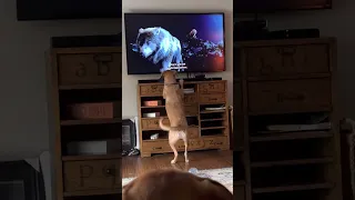 My Dog Hanx loves to watch The Jungle Book