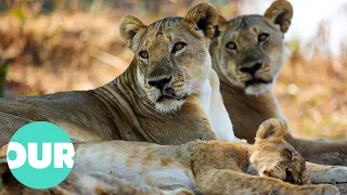 The Incredible Lives of Two Lion Prides in Zambia | Our World