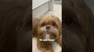 [TÔ COM FOME] Cachorro engraçado 🐶  ❤️ DUBLAGEM