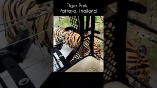 Jungle safari, Tiger Park Pattaya Thailand Vlog