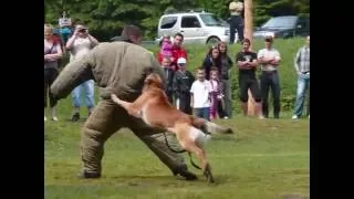 Special Dog Training