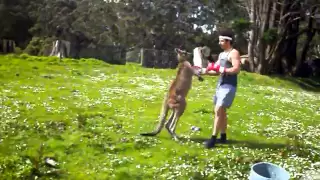 Man VS Kangaroo ROUND 2