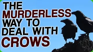 The Murderless Way To Deal With Crows (How Birds Will Take Over the World)