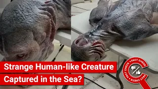 FACT CHECK: Viral Video Shows Strange Human-like Creature Captured in the Sea?