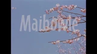 Maibowle - DEFA-Trailer