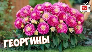 Однолетние георгины 🌸 Посадка и уход, особенности выращивания