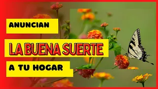 🔴ANIMALES QUE ANUNCIAN LA BUENA SUERTE A TU HOGAR / SIGNIFICADO ESPIRITUAL #ConexionMay