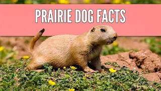 13 Prairie Dog Facts | Will a Prairie Dog Make a Good Pet?