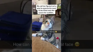 Funny animal videos I found on Instagram and Tiktok #shorts #funnyanimals #cat #funnypets #funny