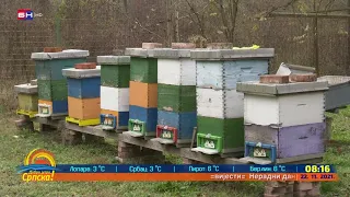 Tokom zime pčelari imaju pune ruke posla (BN TV 2021) HD