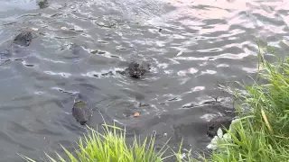 Семья бобров в реке Химка(Москва) / Moscow beavers family