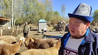 БААСЫ жылкыны чапчыган койлор || Арашандын мыктысы бул жакта турбайбы || Тилек Тыналиев