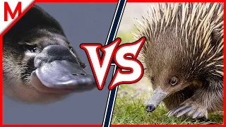 34💥Platypus vs Echidna | +Maned Wolf vs Dhole winner