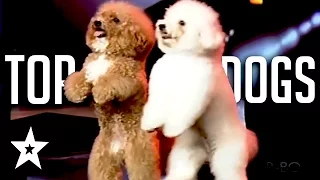 The Best Dog Auditions EVER On Got Talent From Around The World