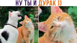 НУ ТЫ И ДУРАК ))) Приколы | Мемозг 1043