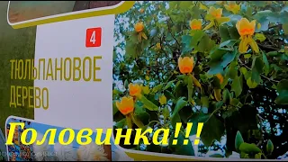 Головинка,Тюльпановое дерево, ул.Линейная и замок немного!🌴ЛАЗАРЕВСКОЕ СЕГОДНЯ🌴СОЧИ.