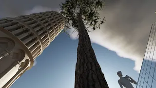 That's the tallest tree in the world