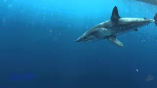 The incredibly fast Shortfin Mako Shark!